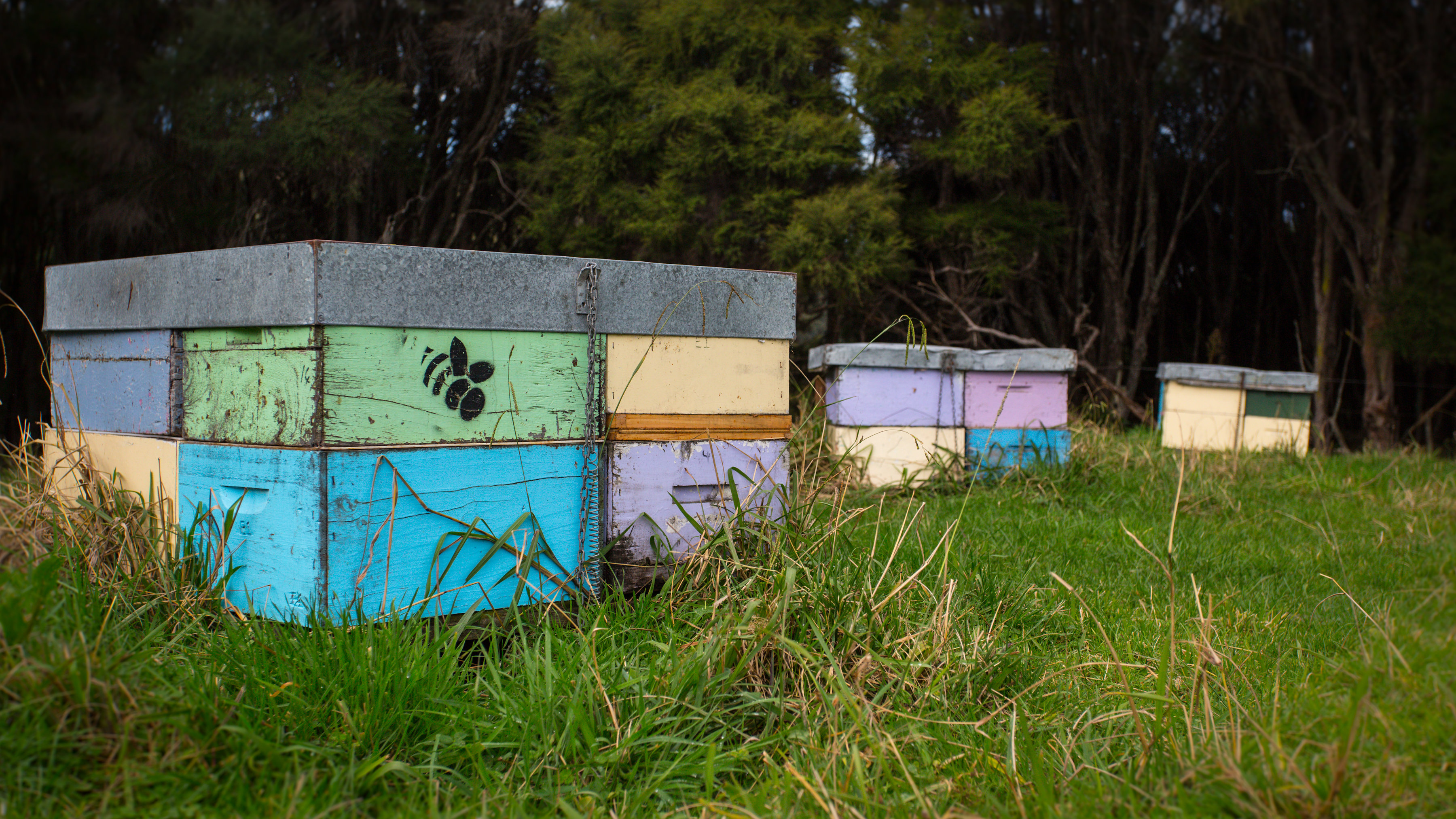 Beehives at treeline