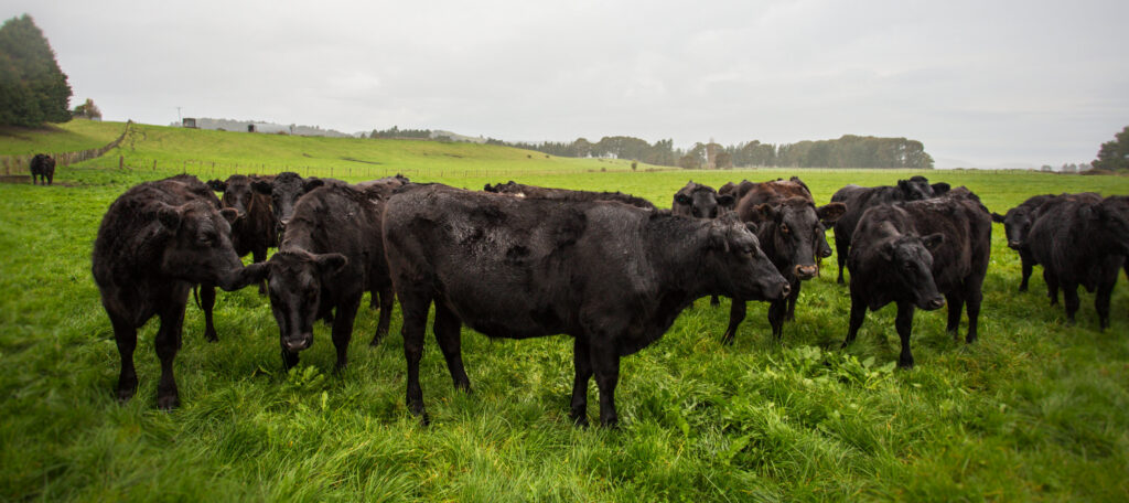 Livestock Angus Cattle Mob Pasture
